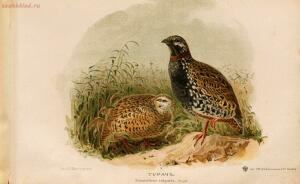 Альбом природы птиц 1900-е. годы - 01008333444_089.jpg