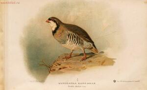 Альбом природы птиц 1900-е. годы - 01008333444_091.jpg