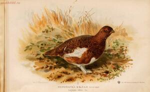 Альбом природы птиц 1900-е. годы - 01008333444_093.jpg