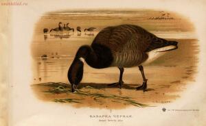 Альбом природы птиц 1900-е. годы - 01008333444_095.jpg