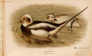 Альбом природы птиц 1900-е. годы - 01008333444_101.jpg