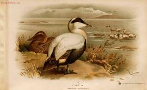 Альбом природы птиц 1900-е. годы - 01008333444_107.jpg