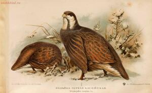 Альбом природы птиц 1900-е. годы - 01008333444_113.jpg
