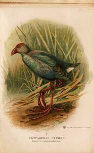 Альбом природы птиц 1900-е. годы - 01008333444_117.jpg