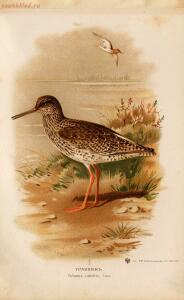 Альбом природы птиц 1900-е. годы - 01008333444_119.jpg