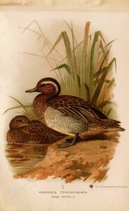 Альбом природы птиц 1900-е. годы - 01008333444_121.jpg