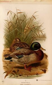 Альбом природы птиц 1900-е. годы - 01008333444_123.jpg