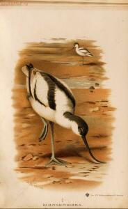 Альбом природы птиц 1900-е. годы - 01008333444_125.jpg