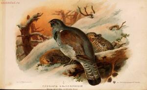 Альбом природы птиц 1900-е. годы - 01008333444_127.jpg