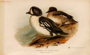 Альбом природы птиц 1900-е. годы - 01008333444_129.jpg