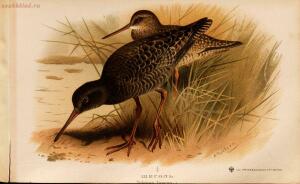 Альбом природы птиц 1900-е. годы - 01008333444_131.jpg