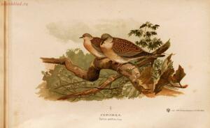 Альбом природы птиц 1900-е. годы - 01008333444_133.jpg