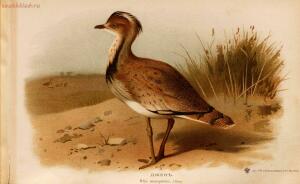 Альбом природы птиц 1900-е. годы - 01008333444_137.jpg