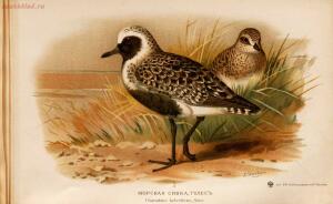 Альбом природы птиц 1900-е. годы - 01008333444_141.jpg