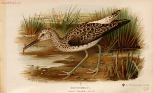 Альбом природы птиц 1900-е. годы - 01008333444_143.jpg