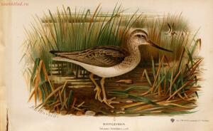 Альбом природы птиц 1900-е. годы - 01008333444_145.jpg