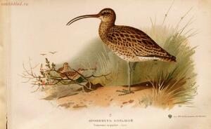 Альбом природы птиц 1900-е. годы - 01008333444_147.jpg