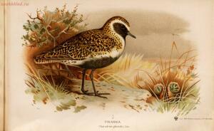 Альбом природы птиц 1900-е. годы - 01008333444_149.jpg