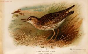 Альбом природы птиц 1900-е. годы - 01008333444_153.jpg