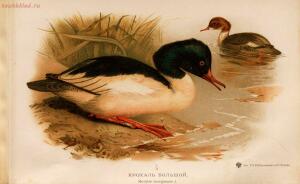 Альбом природы птиц 1900-е. годы - 01008333444_155.jpg