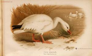 Альбом природы птиц 1900-е. годы - 01008333444_157.jpg