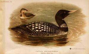 Альбом природы птиц 1900-е. годы - 01008333444_159.jpg