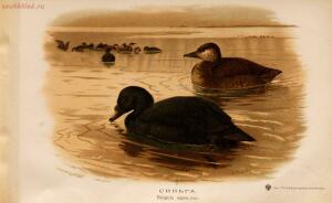 Альбом природы птиц 1900-е. годы - 01008333444_161.jpg