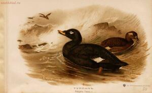 Альбом природы птиц 1900-е. годы - 01008333444_163.jpg
