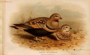 Альбом природы птиц 1900-е. годы - 01008333444_165.jpg