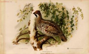 Альбом природы птиц 1900-е. годы - 01008333444_167.jpg