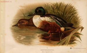 Альбом природы птиц 1900-е. годы - 01008333444_169.jpg
