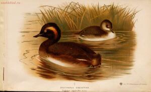 Альбом природы птиц 1900-е. годы - 01008333444_171.jpg