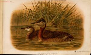 Альбом природы птиц 1900-е. годы - 01008333444_173.jpg