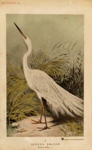 Альбом природы птиц 1900-е. годы - 01008333444_175.jpg