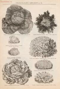 Прейскурант иностраннаго депо семян, цветочных луковиц, роз и многолетних растений Вильгельм Циглер и К° 1911 год - 01010208120_17.jpg