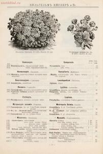 Прейскурант иностраннаго депо семян, цветочных луковиц, роз и многолетних растений Вильгельм Циглер и К° 1911 год - 01010208120_65.jpg