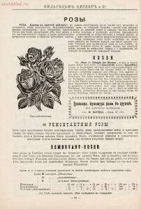 Прейскурант иностраннаго депо семян, цветочных луковиц, роз и многолетних растений Вильгельм Циглер и К° 1911 год - 01010208120_77.jpg