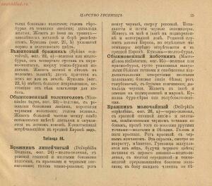 «Царство гусениц». 121 раскрашенных изображение гусениц на 12 табл. в красках, с описательным текстом 1915 года - 000199_000009_004200227_27.jpg