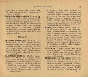 «Царство гусениц». 121 раскрашенных изображение гусениц на 12 табл. в красках, с описательным текстом 1915 года - 000199_000009_004200227_31.jpg