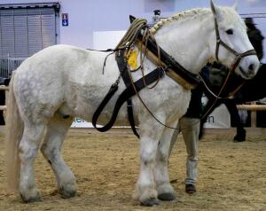 Хомут - 970px-Percheron_3_stehend_rechts.jpg