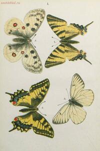 Краткое руководство к собиранию и определению бабочек 1908 год - 03-29x1pNtjLH0.jpg