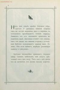 Краткое руководство к собиранию и определению бабочек 1908 год - 11-6FpnNvyLYSQ.jpg