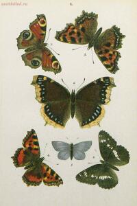 Краткое руководство к собиранию и определению бабочек 1908 год - 14-gRSmYH-m_ZU.jpg