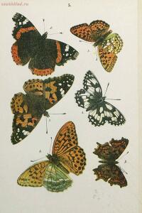 Краткое руководство к собиранию и определению бабочек 1908 год - 15-HLXeZrOnYjw.jpg