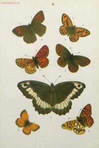Краткое руководство к собиранию и определению бабочек 1908 год - 20-zYewuz0XypI.jpg