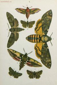 Краткое руководство к собиранию и определению бабочек 1908 год - 21-Vx9xjxmYc70.jpg