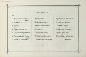 Краткое руководство к собиранию и определению бабочек 1908 год - 22-5bV-UCc8DYM.jpg