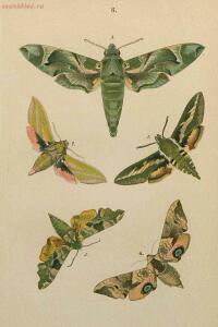 Краткое руководство к собиранию и определению бабочек 1908 год - 26-UbLCKU3_hVI.jpg