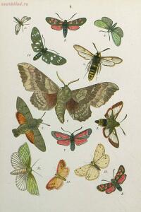 Краткое руководство к собиранию и определению бабочек 1908 год - 27-9E5ZAjGyqZQ.jpg