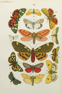 Краткое руководство к собиранию и определению бабочек 1908 год - 32-ZUUQW9C07Gw.jpg